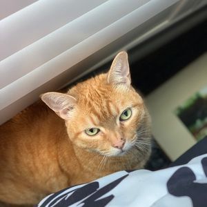 Meet your Posher, Rachel